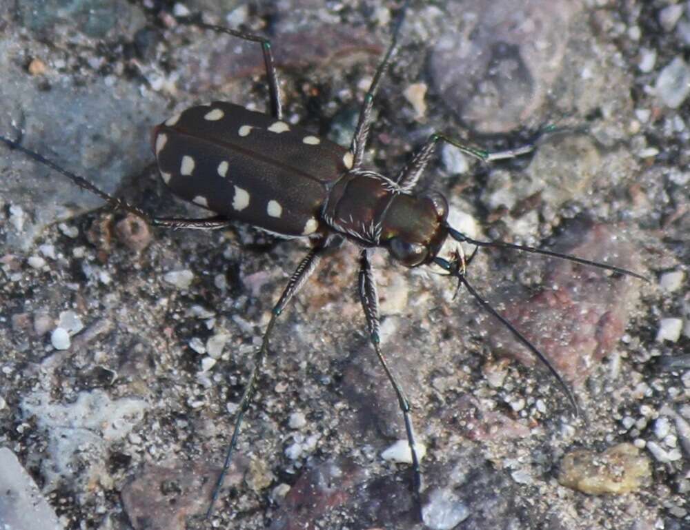 Image de Cicindela (Cicindelidia) sedecimpunctata Klug 1834