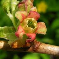 Image of European gooseberry