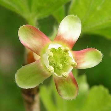 Image of European gooseberry