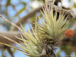 Image of Tillandsia loliacea Mart. ex Schult. & Schult. fil.