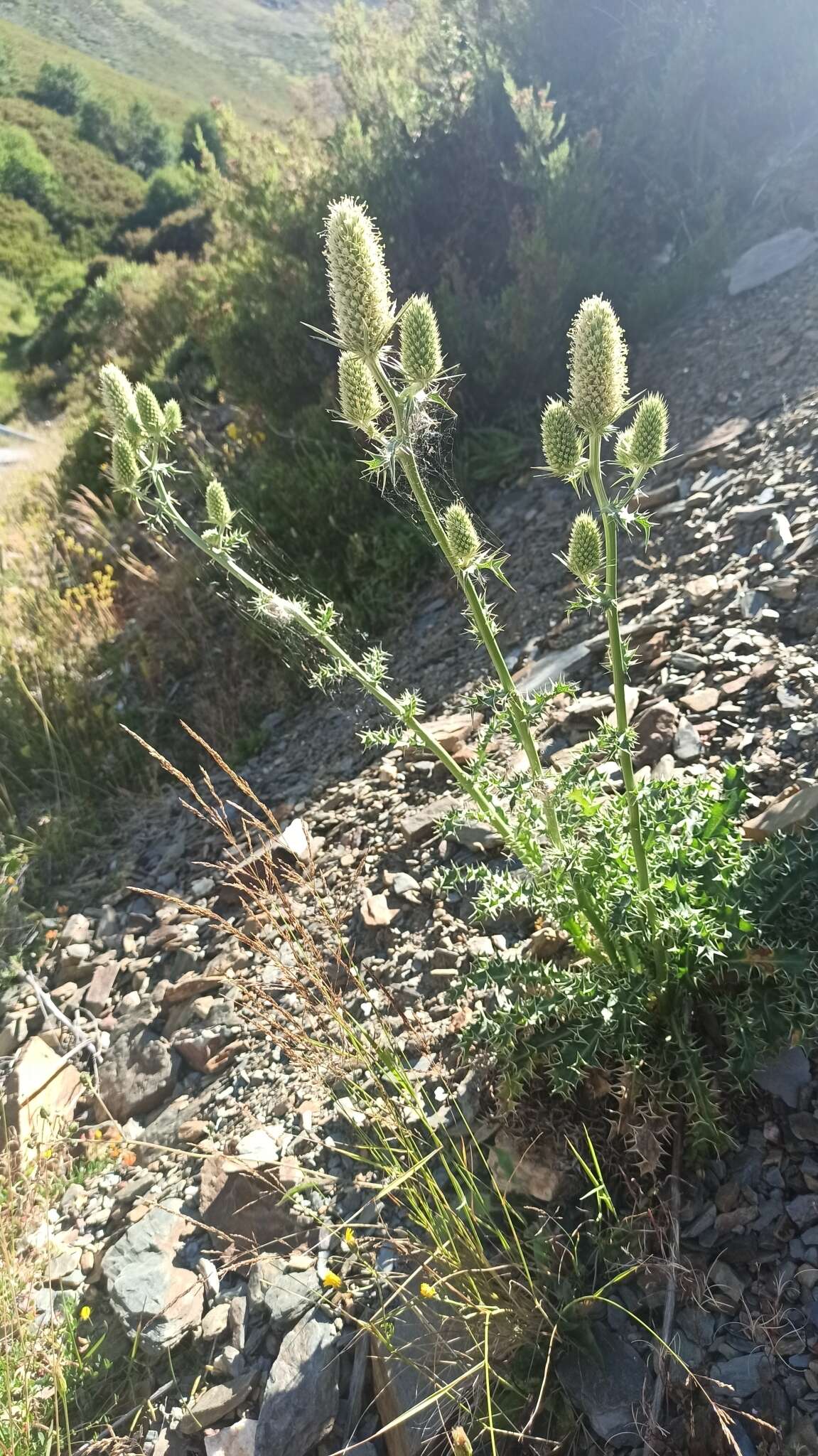 صورة Eryngium duriaei Gay ex Boiss.