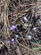 صورة Nemophila pulchella Eastw.