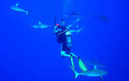 Image of Gray Reef Shark