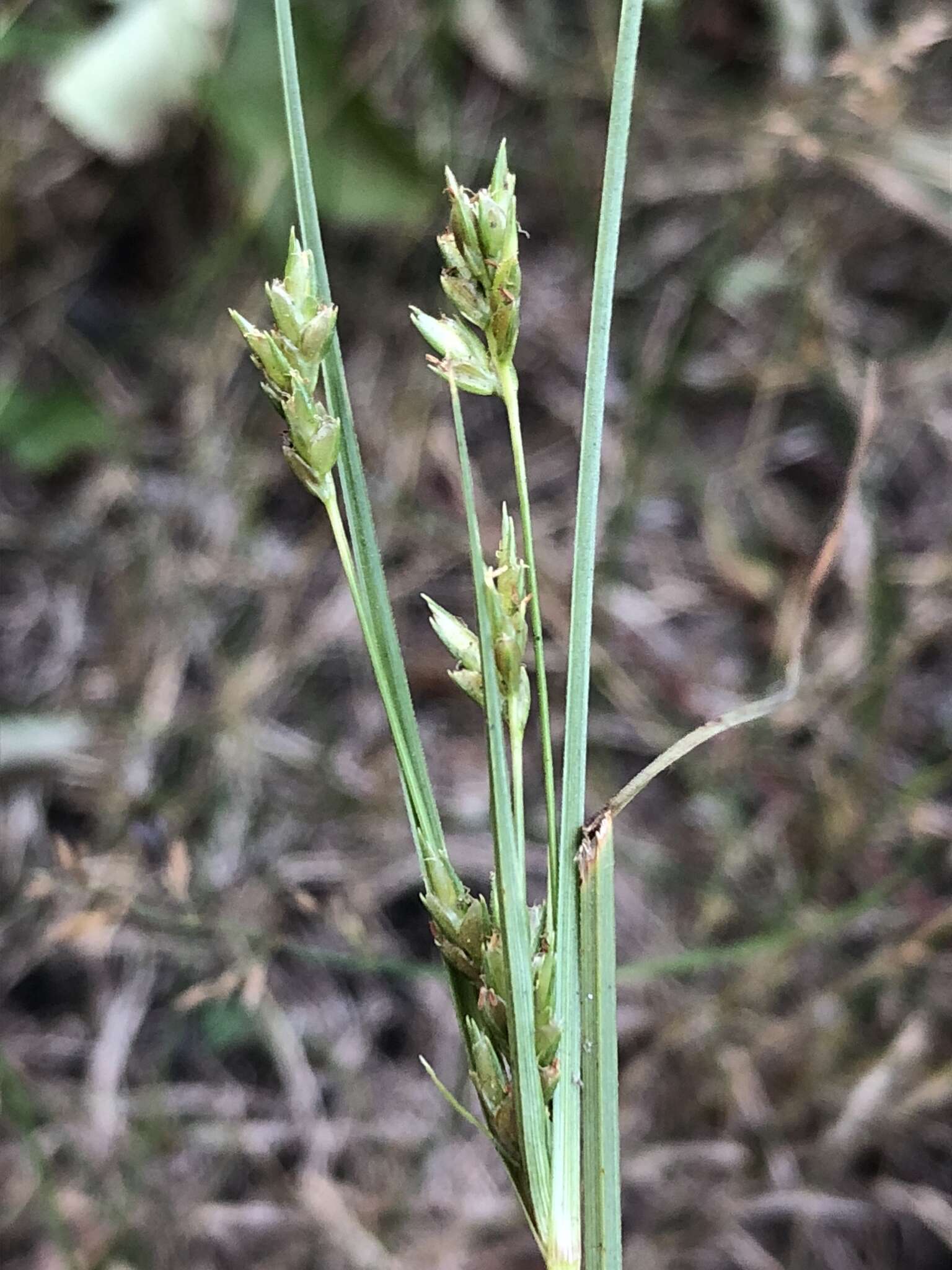 Image of Sand Flat Sedge