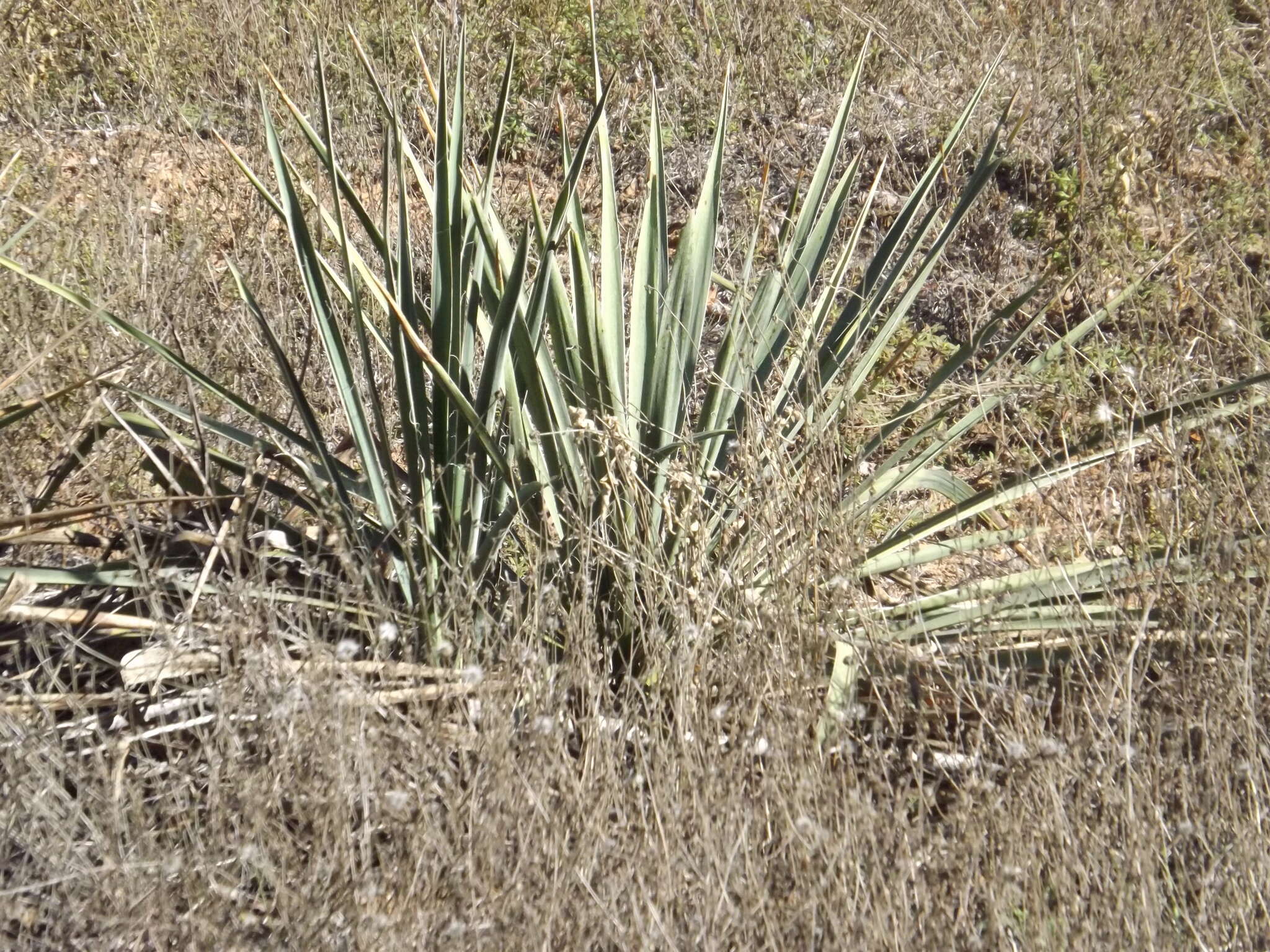 Image of Brazos River yucca