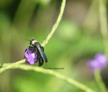 صورة Campsomeriella collaris (Fabricius 1775)