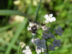 Image of Abia fasciata (Linnaeus 1758)