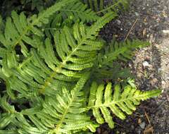 Image of California polypody