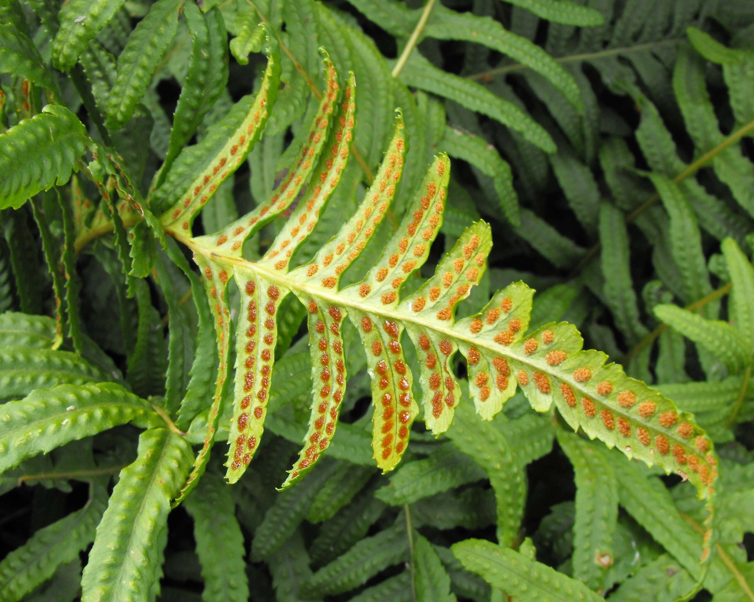 Image of California polypody