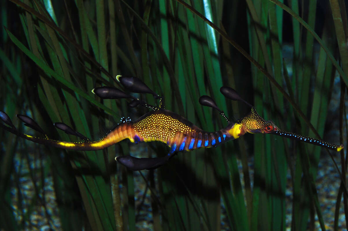 Image of Phyllopteryx