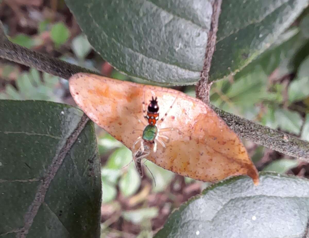 Image of Cosmophasis valerieae Prószyński & Deeleman-Reinhold 2010