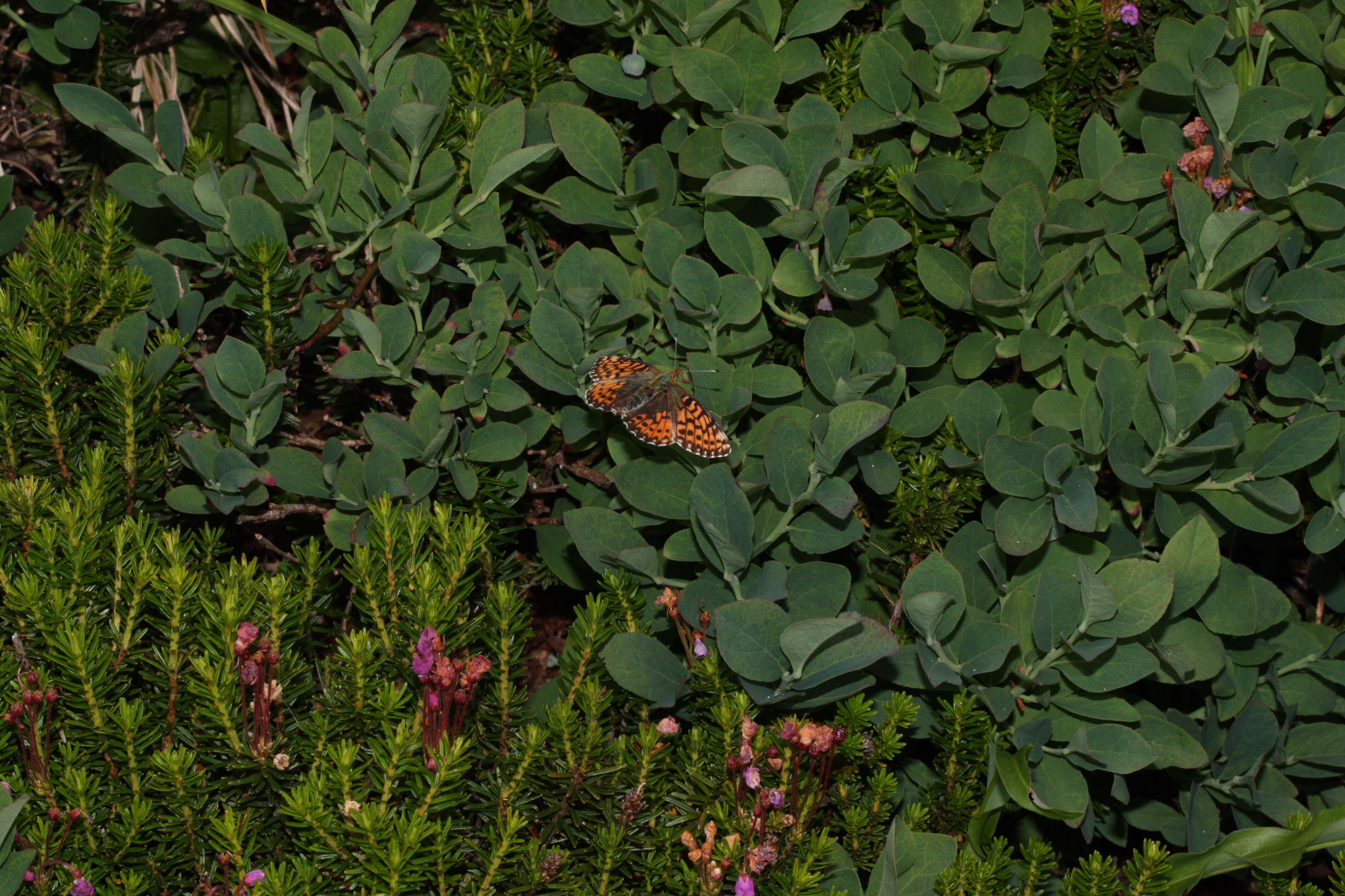 Image of pink mountainheath