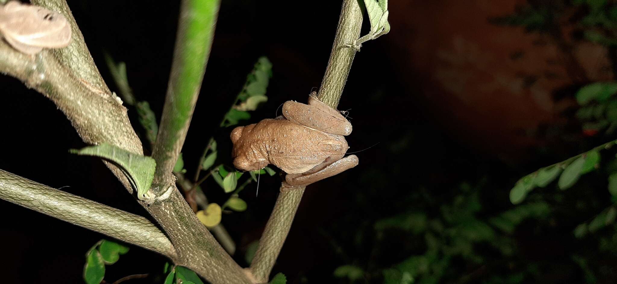 Image of Boettger's Colombian Treefrog