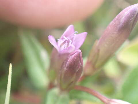 Image of Gentianella amarella subsp. amarella