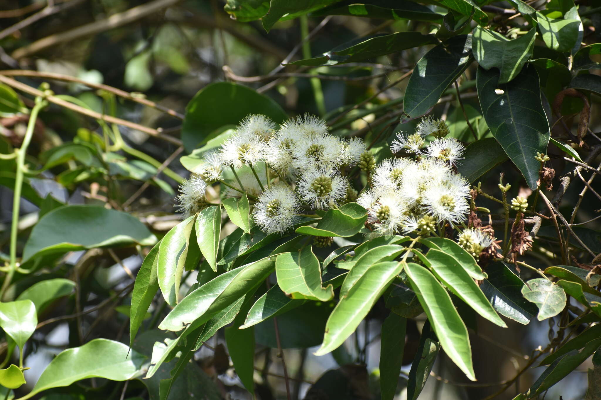 Image of Inga punctata Willd.