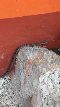 Image of Yucatán Hognose Viper