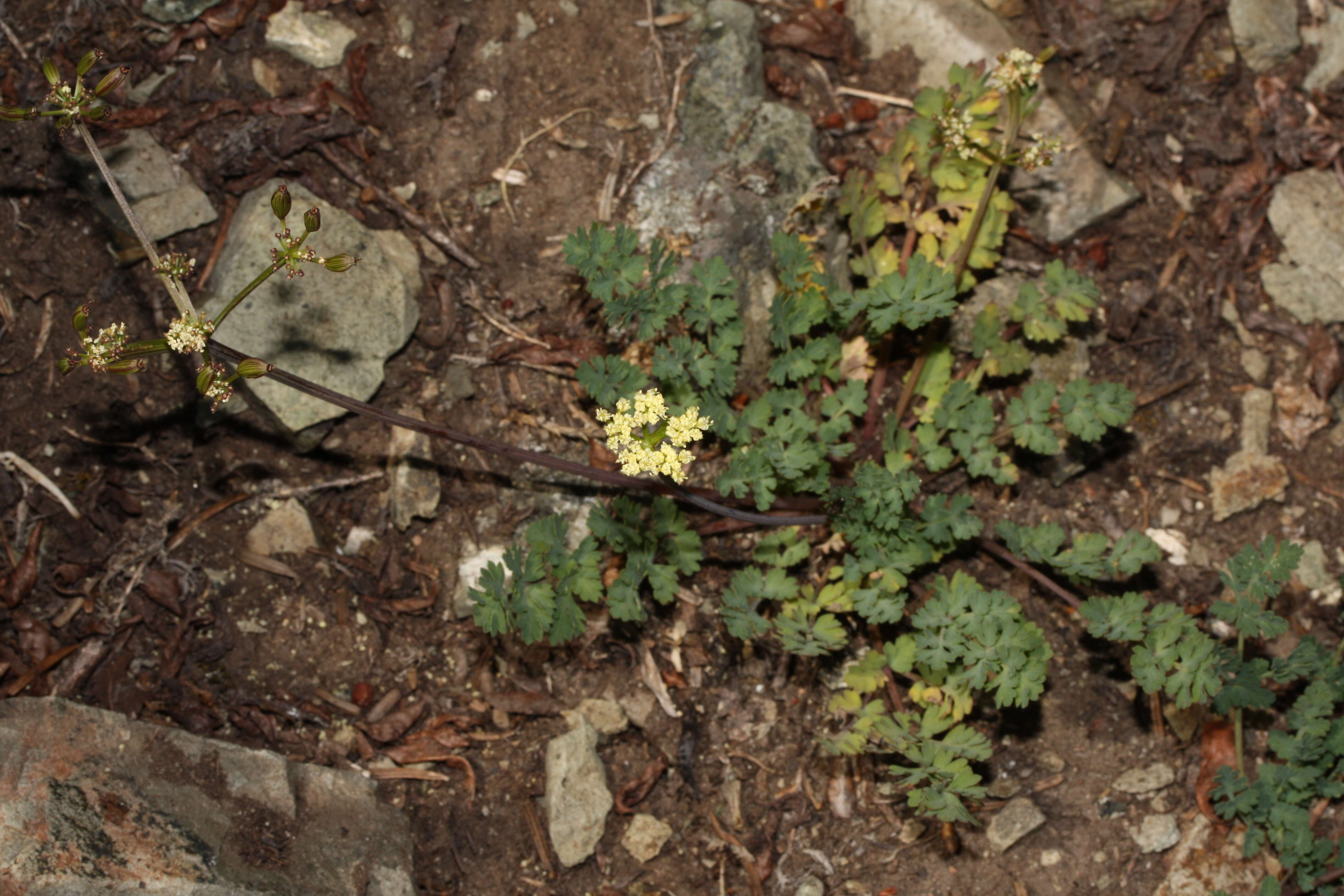 Image of cascade desertparsley