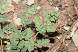 Image of cascade desertparsley