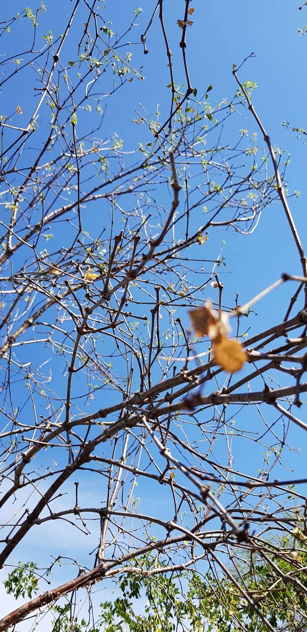 Image of Euphorbia macvaughii Carvajal & Lomelí