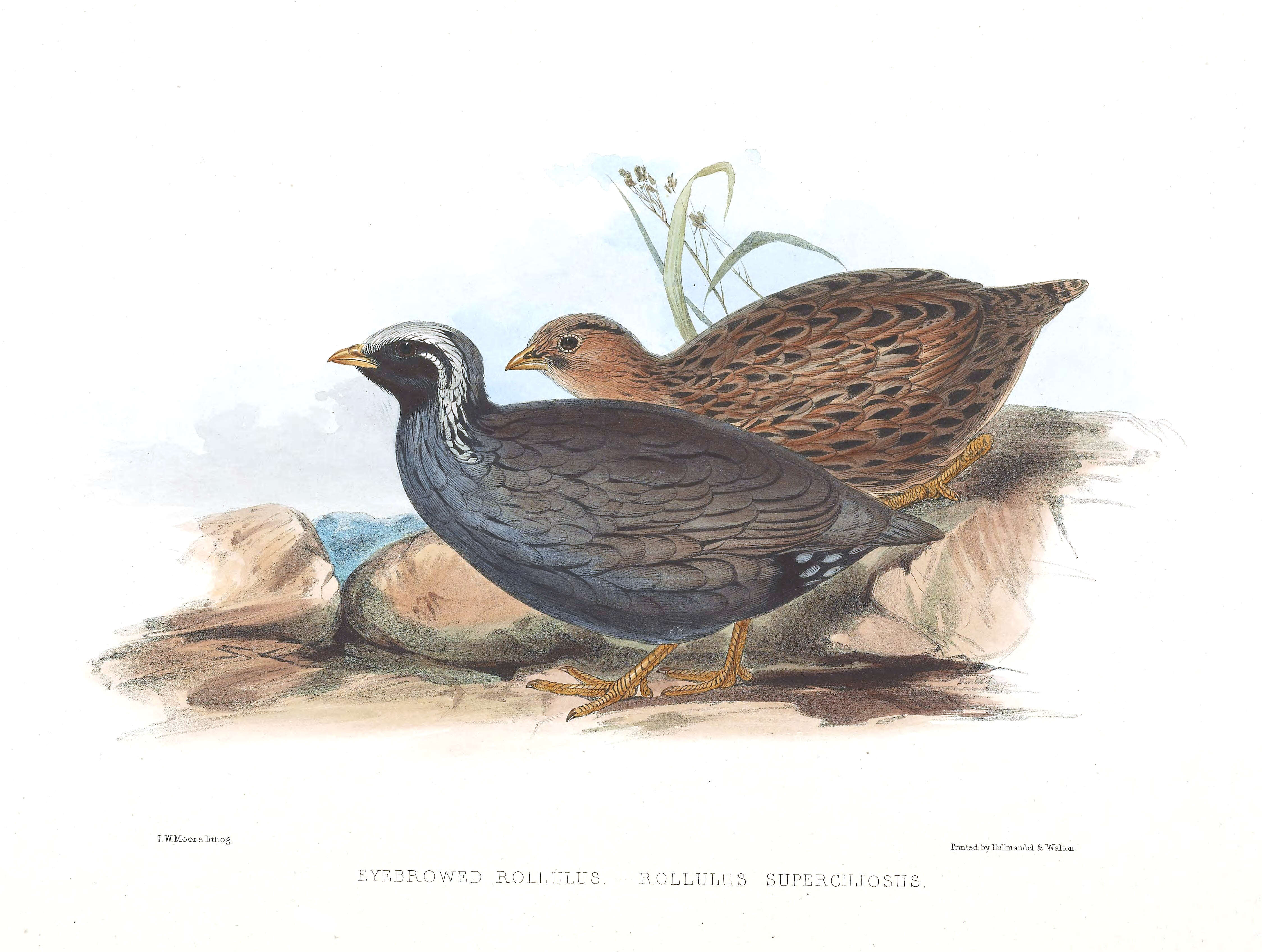 Image of Himalayan Quail