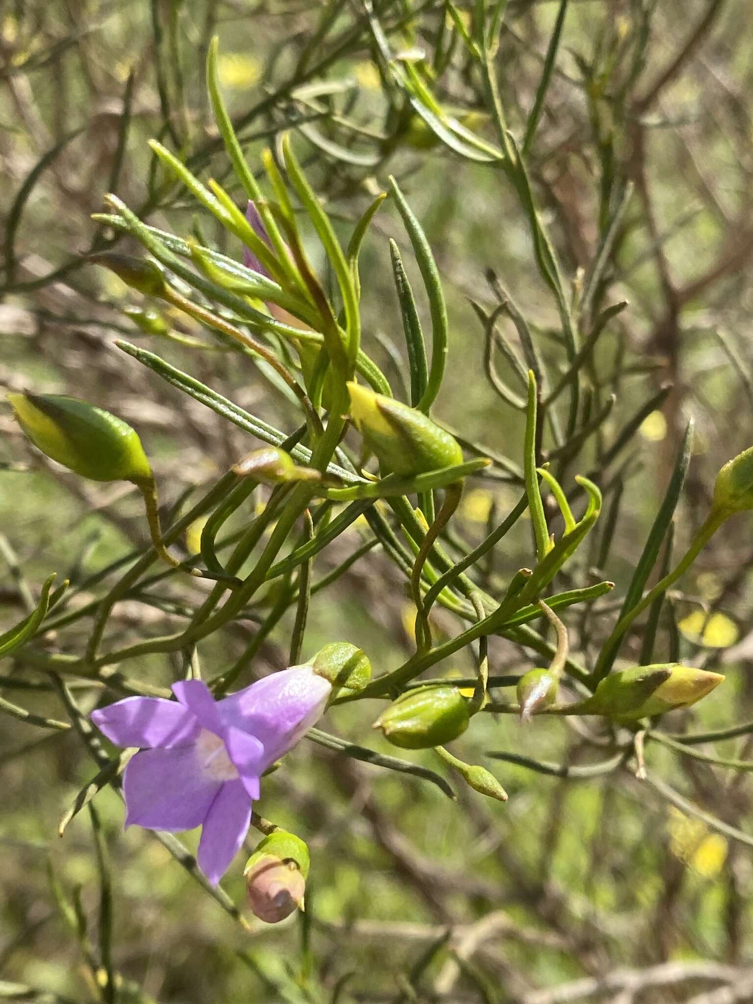 Image de Eremophila drummondii F. Muell.