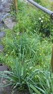 Image of Anthericum baeticum (Boiss.) Boiss.