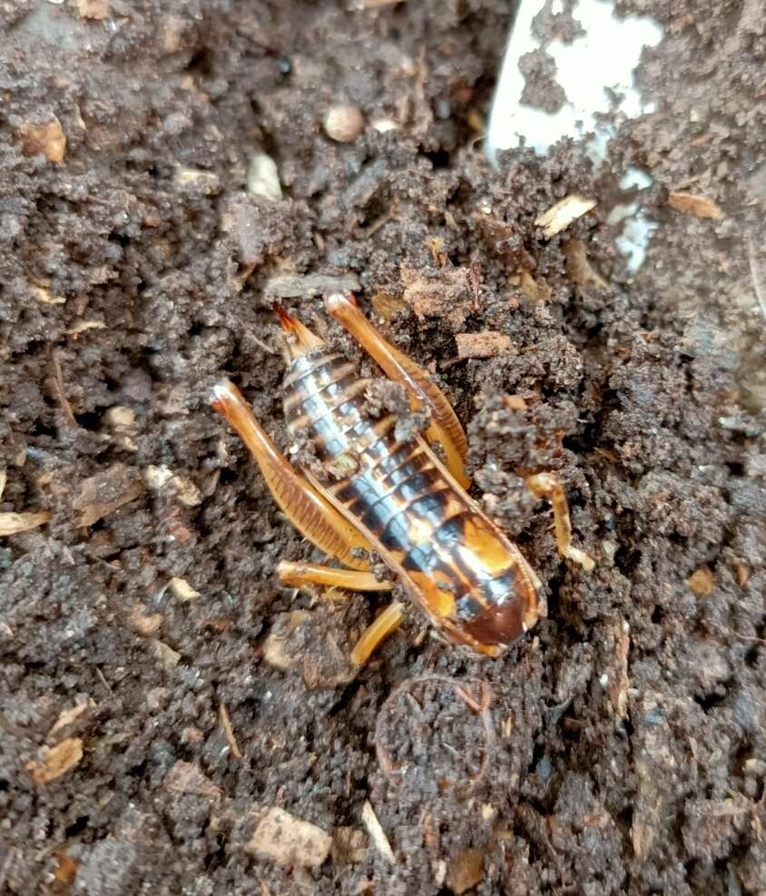 Image of Hemiandrus maia Taylor Smith, Morgan-Richards & Trewick 2013