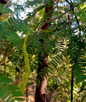 Imagem de Acacia schinoides Benth.