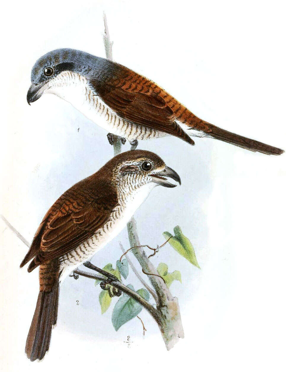 Image of true shrikes