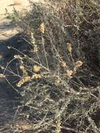 Image de Atriplex canescens var. laciniata Parish