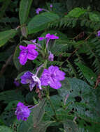 Image of Ruellia jussieuoides Schltdl.