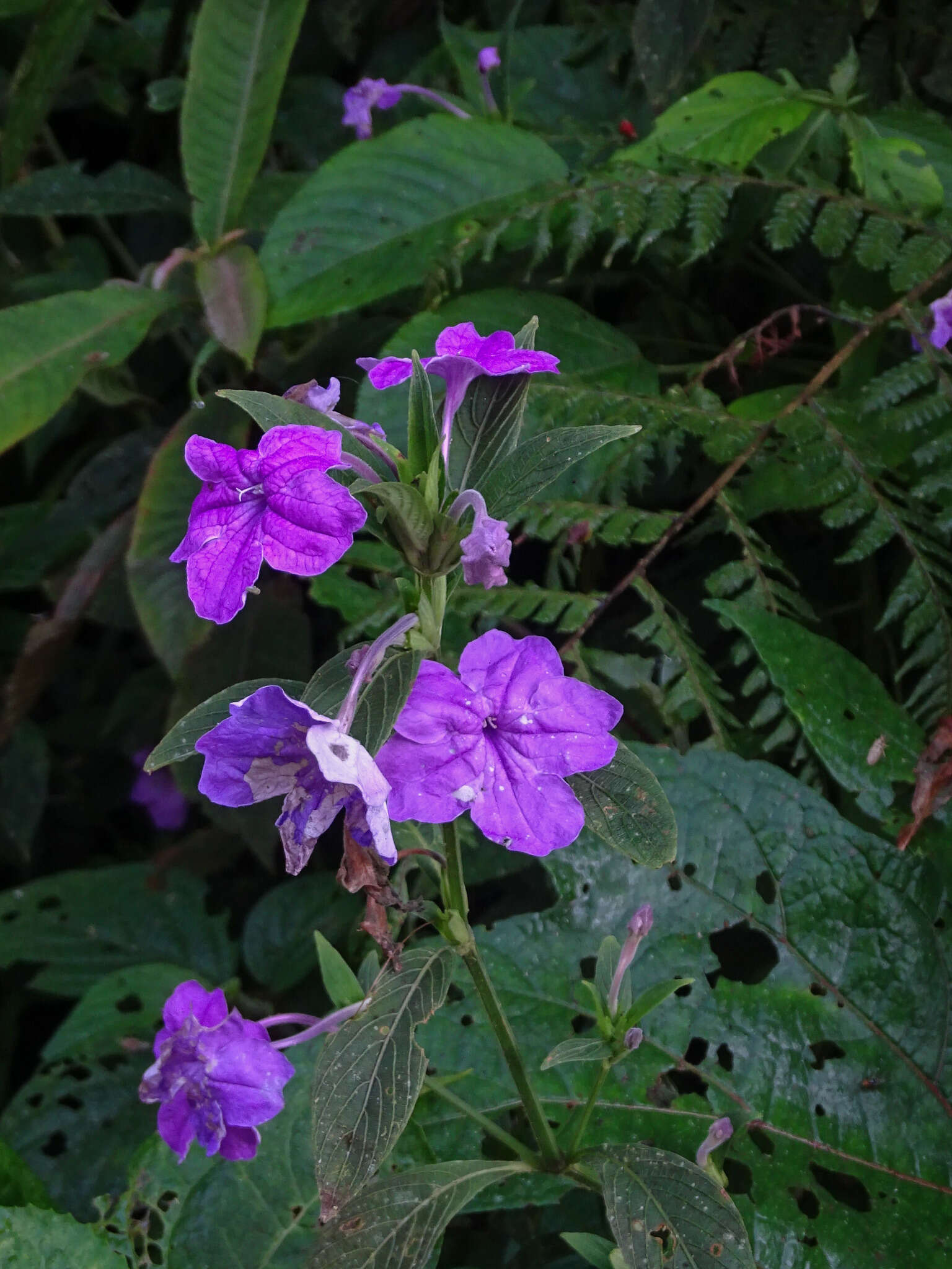 Ruellia jussieuoides Schltdl.的圖片