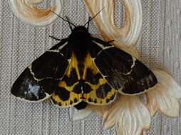 Image of Yellow Tiger Moth