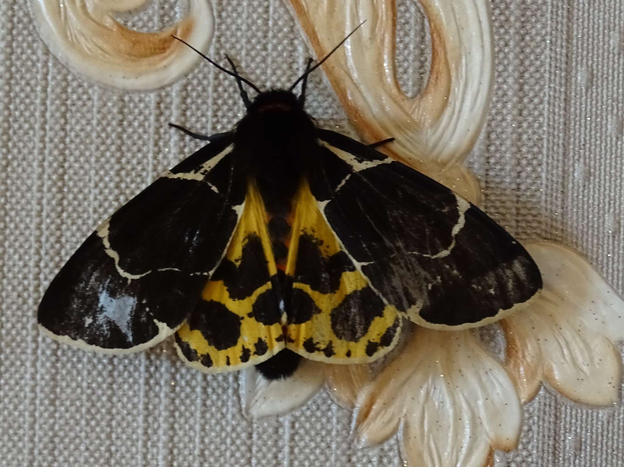 Image of Yellow Tiger Moth