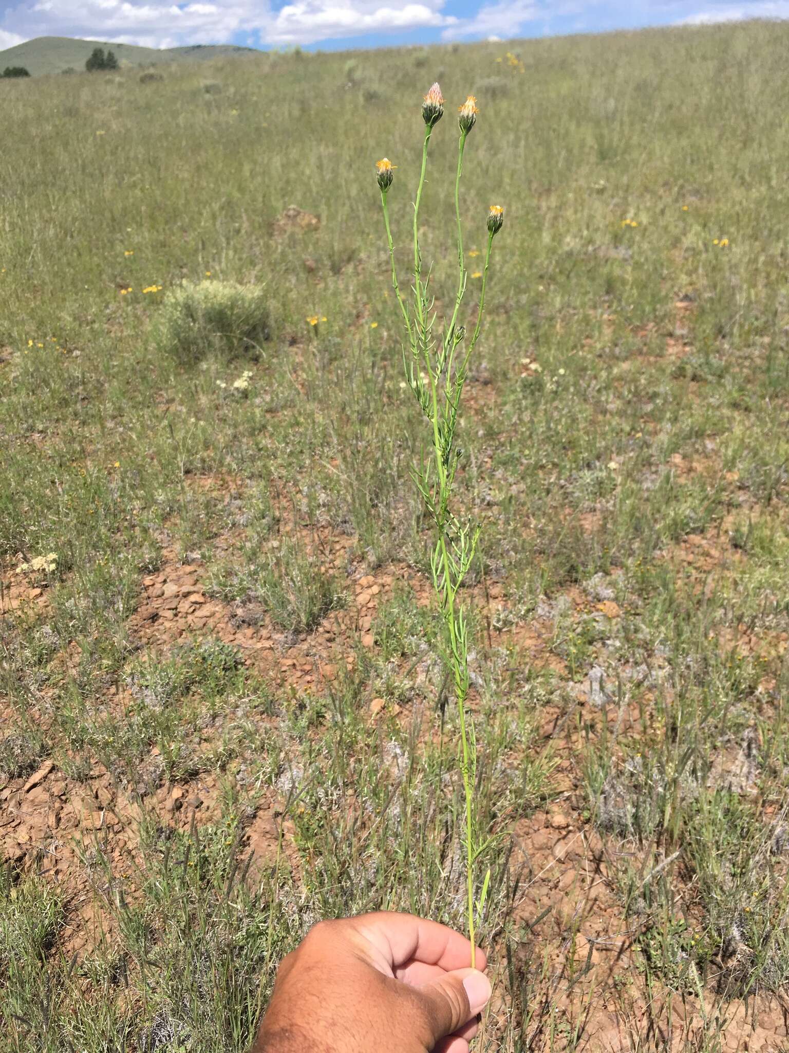 Image of Wright's dogweed