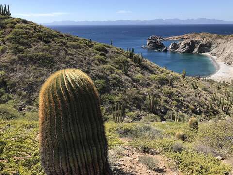 Image of Ferocactus diguetii (F. A. C. Weber) Britton & Rose