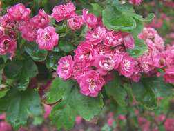 Image of Crataegus coccinea L.