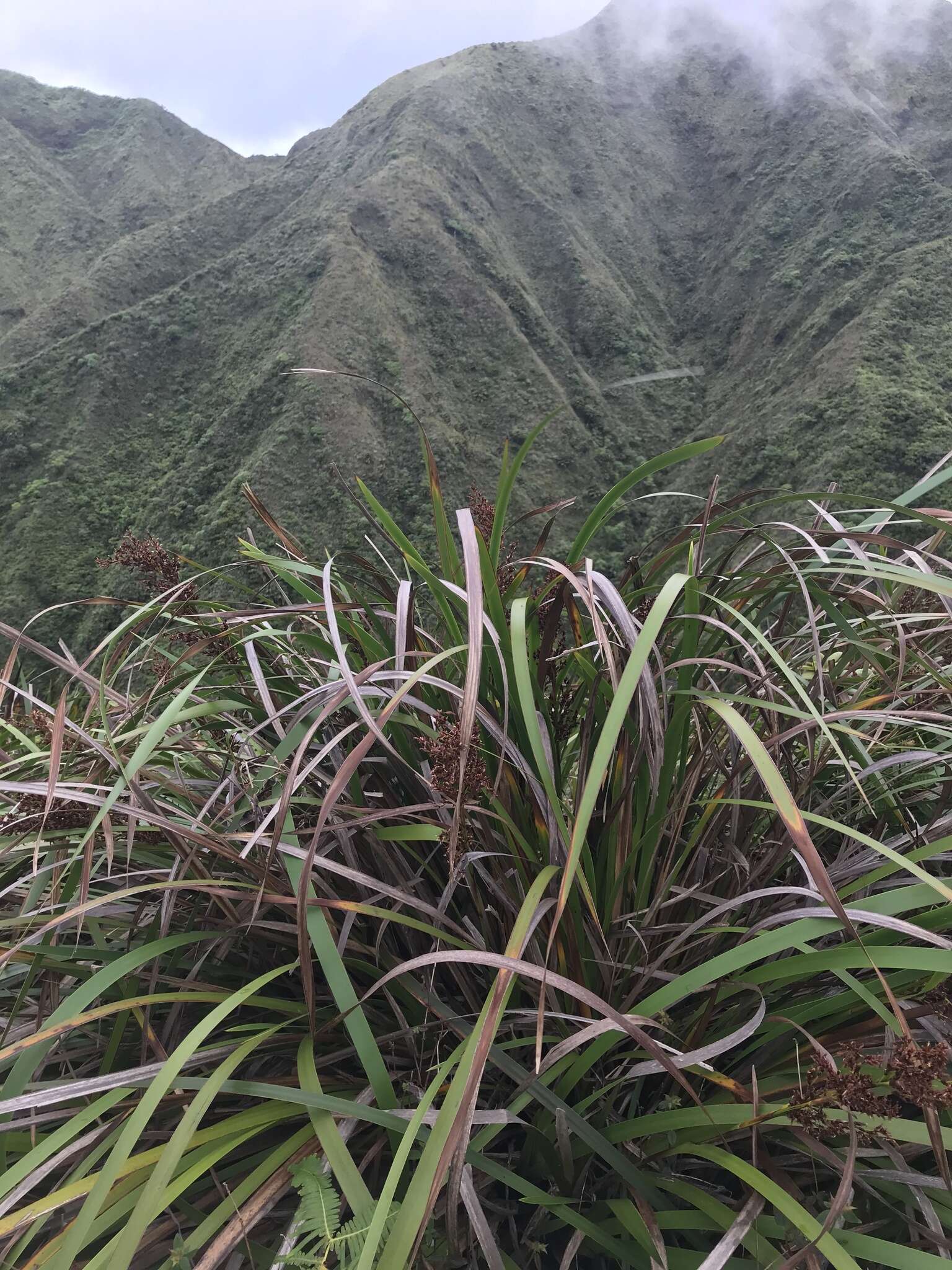 Image of Polynesian Twig-Rush