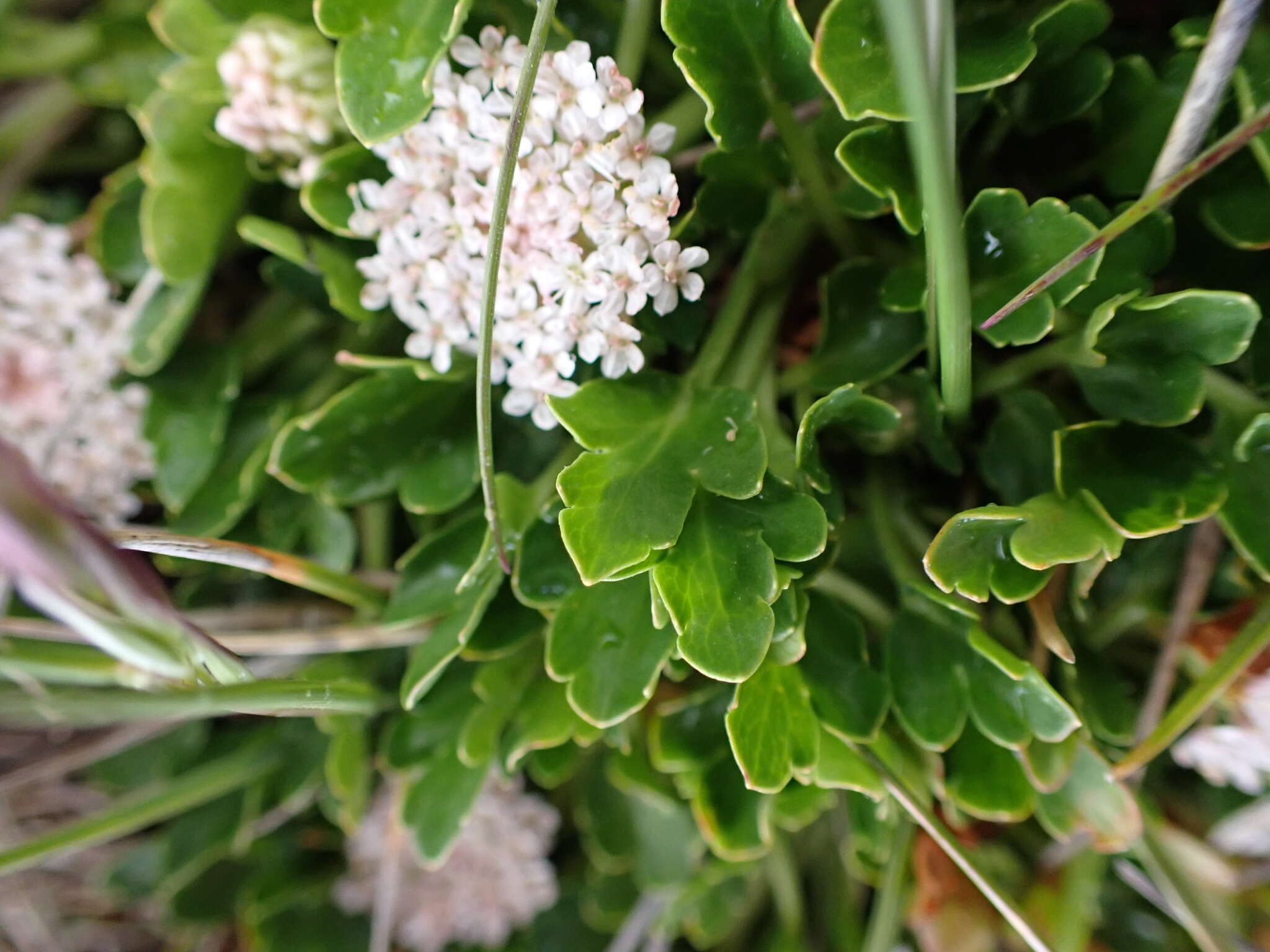 Trachymene humilis (Domin) Benth. resmi