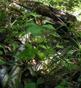 Image of Stone Bramble