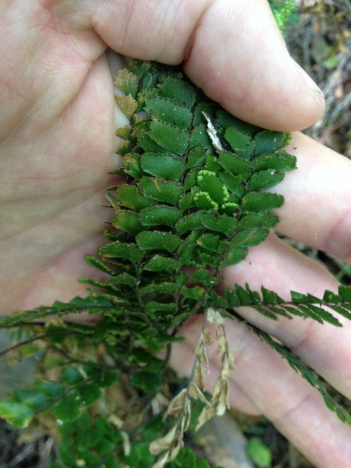 Image de Adiantum hispidulum Sw.