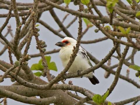 Image of Chaplin's Barbet