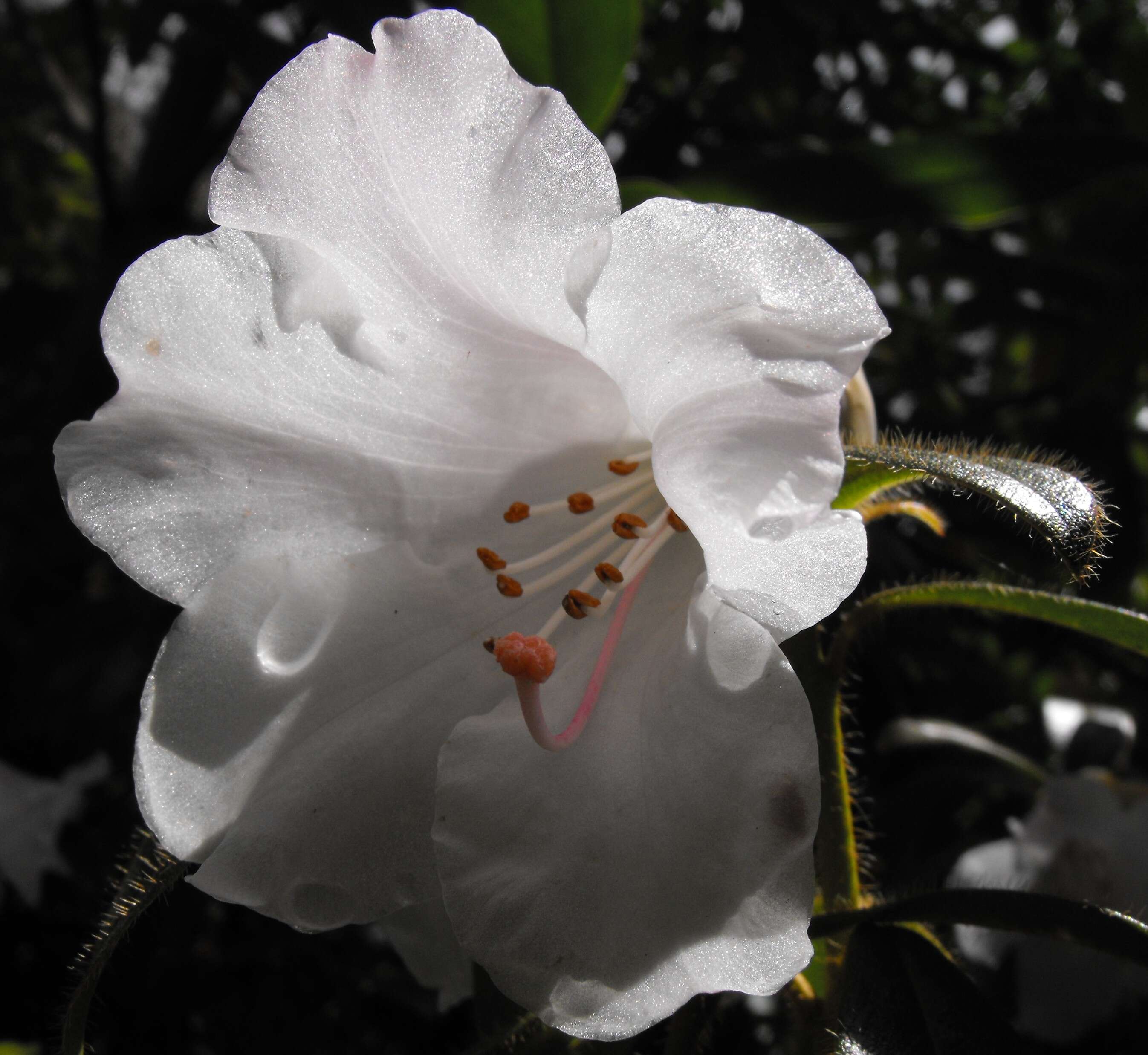 Imagem de Rhododendron ciliatum Hook. fil.