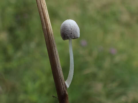 Coprinopsis urticicola (Berk. & Broome) Redhead, Vilgalys & Moncalvo 2001 resmi