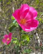 صورة Rosa willmottiae Hemsl.