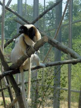 Image of Verreaux's Sifaka