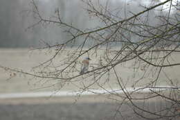 Image of Fieldfare