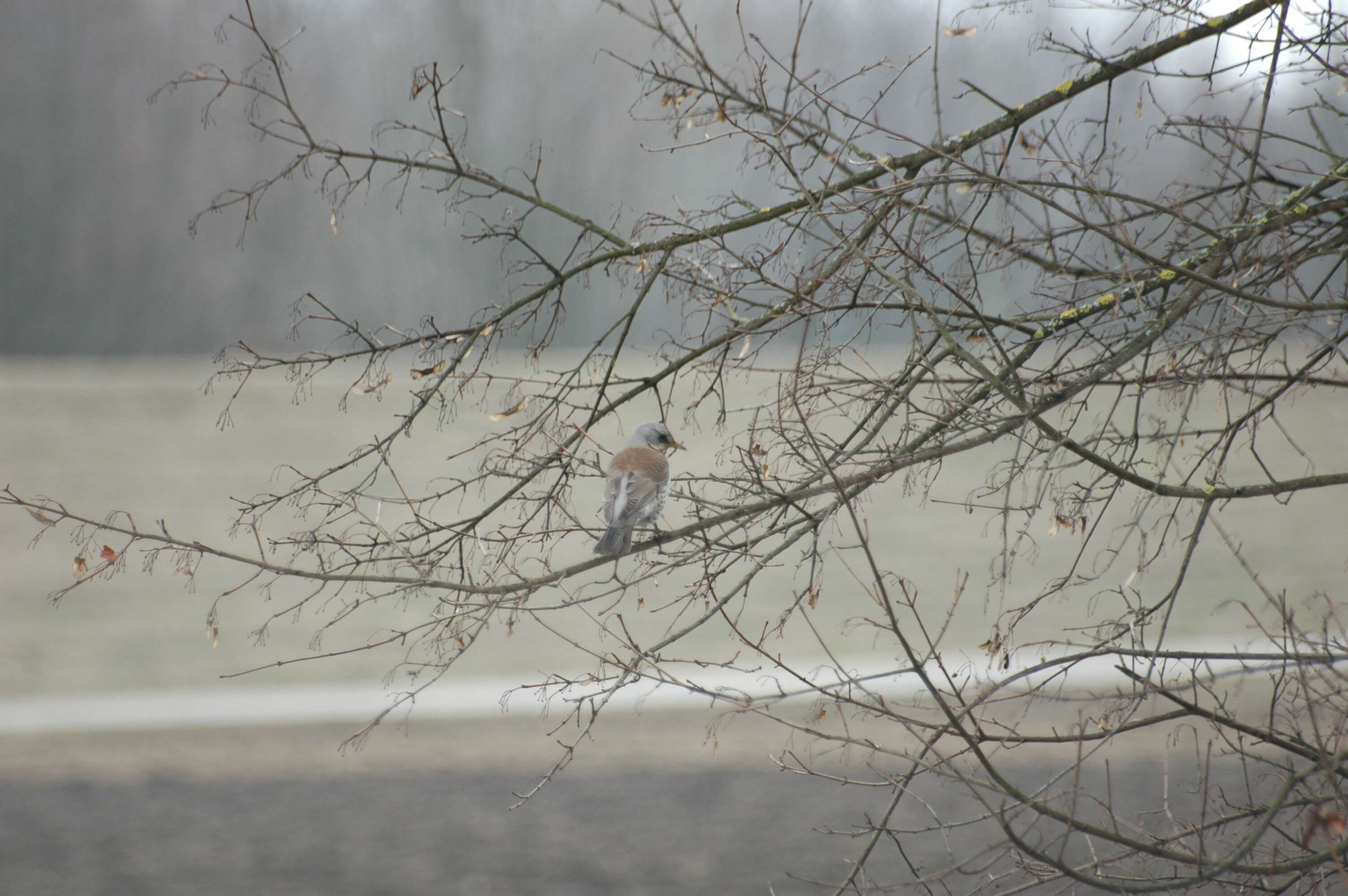 Image of Fieldfare