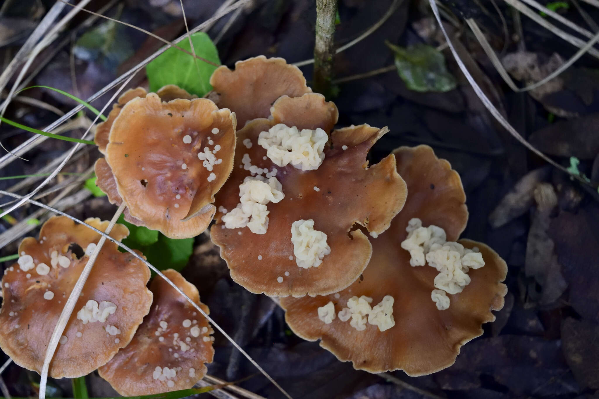 Image of Syzygospora mycetophila (Peck) Ginns 1986