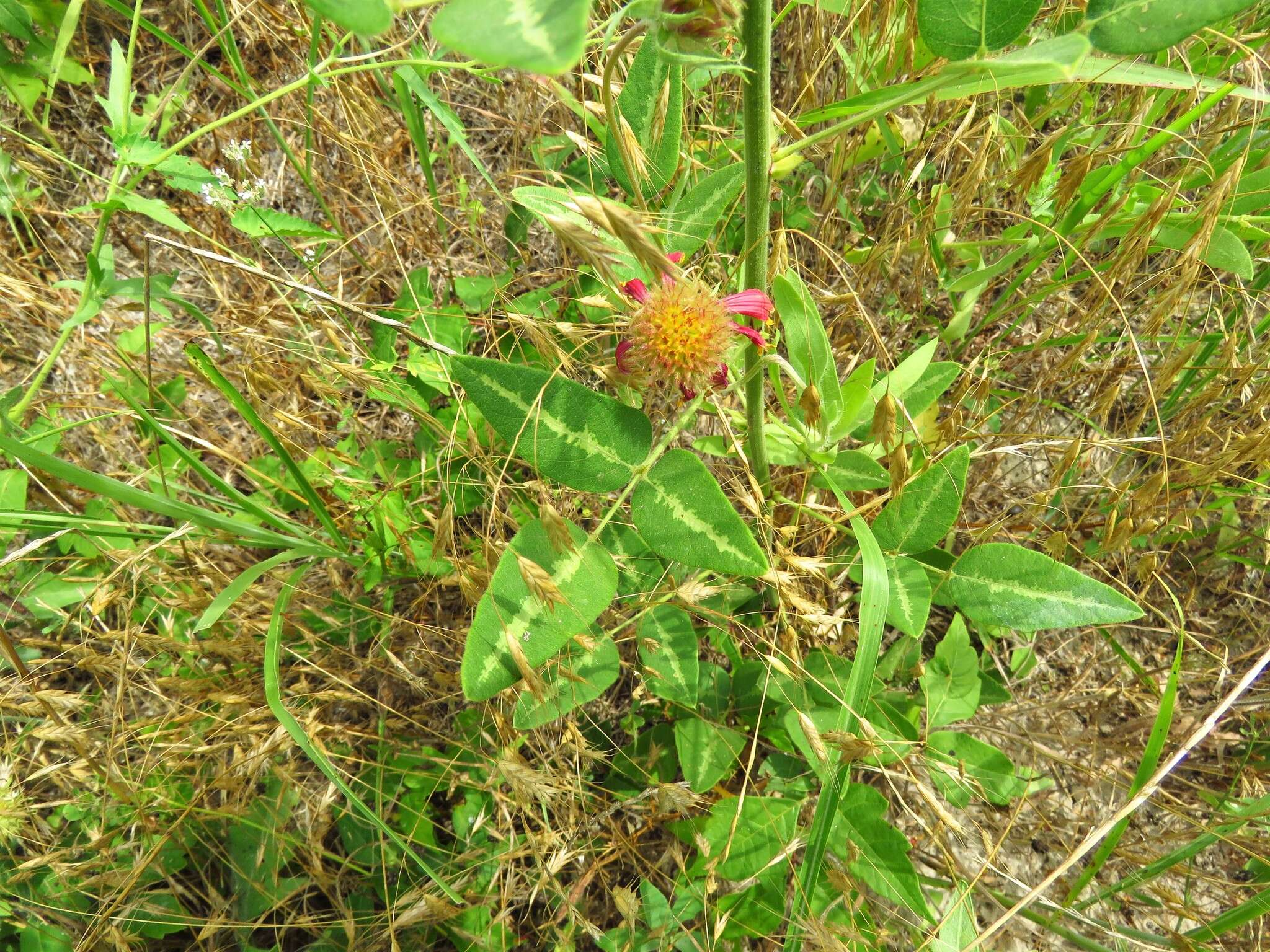 Image of Tweedy's ticktrefoil